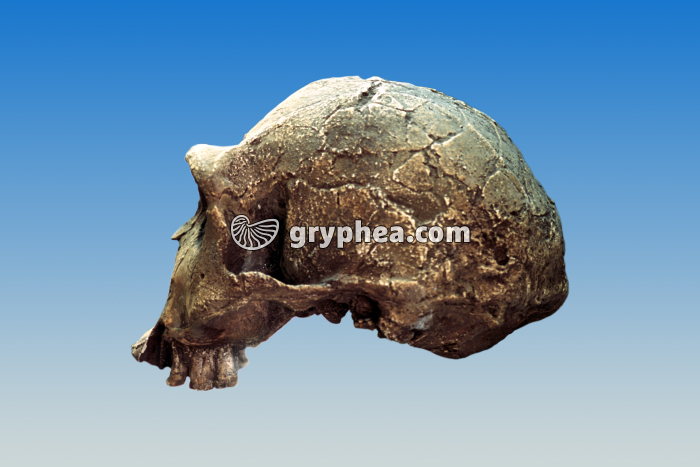 Homo erectus (Pithecanthropus erectus) - crâne vu de profil - gryphea.com